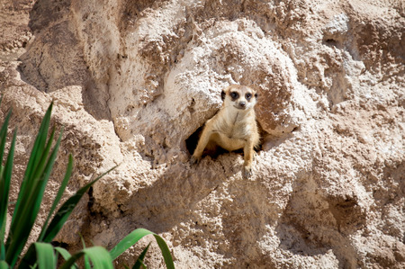 
meerkat watching from his holeの写真素材