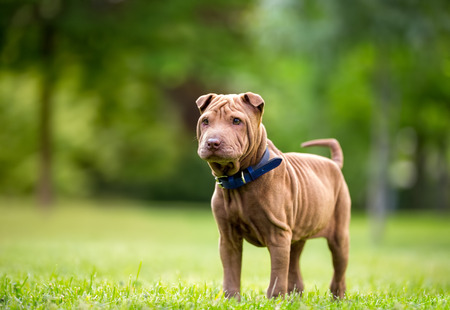 
Shar Pei puppy in garden の写真素材