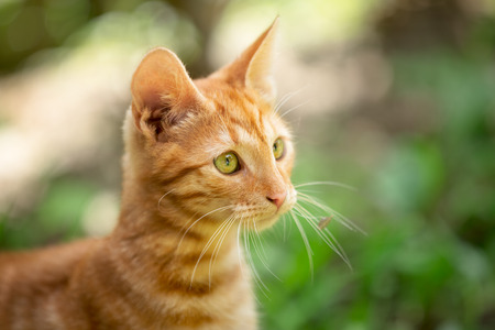Portrait of kitten, outdoorの写真素材