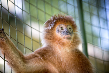 cute monkey standing next to the grid in a cage