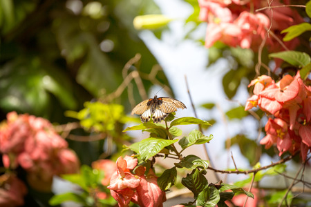 butterfly  fly through flowers in gardenの写真素材