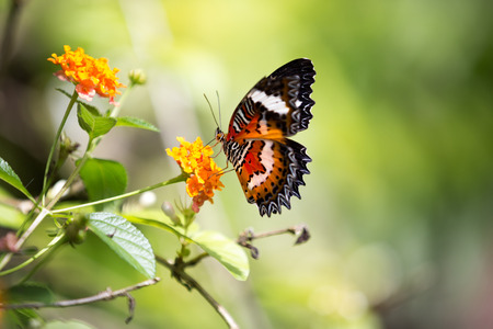 Amazing butterfly with red and black spots
