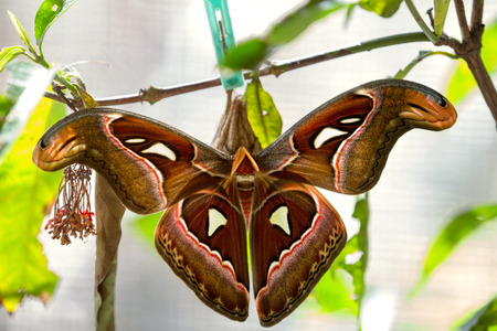 young butterfly coming out of cocoon, baby born in the natureの写真素材