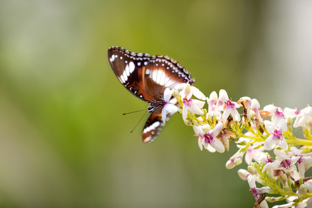 Cute butterfly standing on a branch full of flowersの写真素材