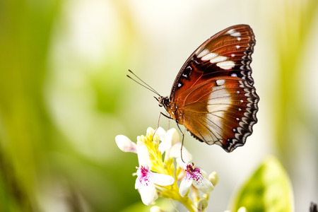 exotic butterfly standing  on the flowerの写真素材