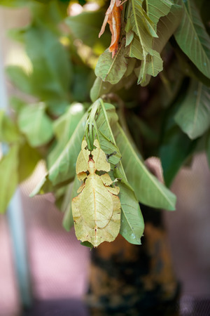 Phyllium Giganteum,  Pulchifolium leaf, bug like leaf