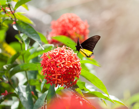 Butterfly in butterfly parkの写真素材