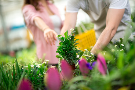 choosing flowers in greenhouse - close up