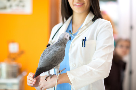 Young vet doctor with sick parrot in the clinicの写真素材