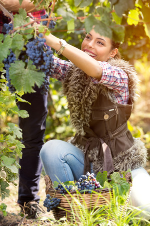 Happy girl picking grapes, enjoying great harvest, farming and winemaking concept.の写真素材