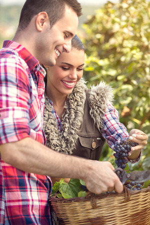 smiling couple picking grapes in a vineyardの写真素材