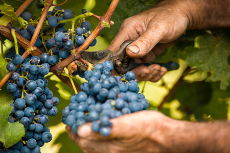 grape harvest close up hands