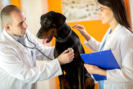Veterinarians listen sick Great Done dog with stethoscope in vet clinicの写真素材