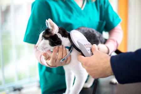 Veterinarian checking  microchip of cat in vet clinic