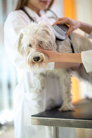 Veterinarian checking microchip implant on Maltese dog in vet clinicの写真素材