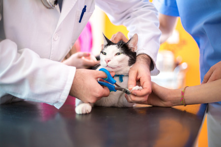 Veterinarian performs professional cutting claws in vet clinicの写真素材