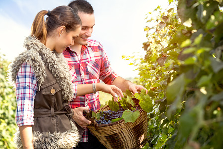 couple in vineyard with a wicker basket harvesting grapesの写真素材