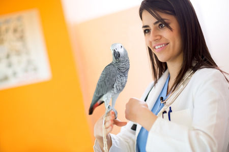 Beautiful veterinarian examining sick African grey parrot in vet clinicの写真素材