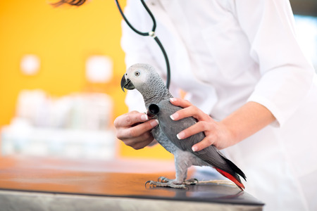 Medical examination of African grey parrot with stethoscope in vet clinicの写真素材
