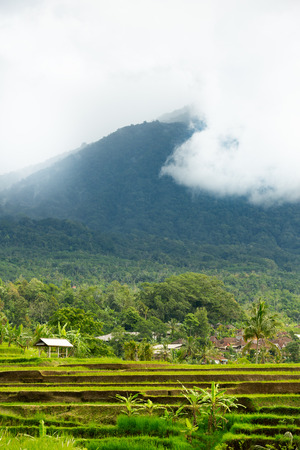 Green rice terraces with beautiful skyの写真素材
