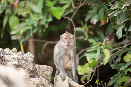 Young long-tailed monkey in tropical forestの写真素材