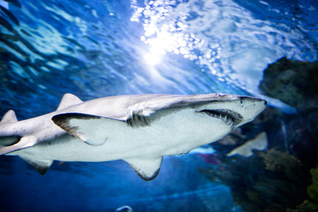 great white shark swimming underwater