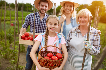 Family farmers with organically produced tomatoes in gardenの写真素材