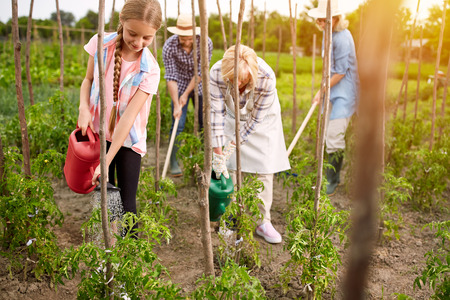 Diligent rural family watering seedlings of tomatoesの写真素材