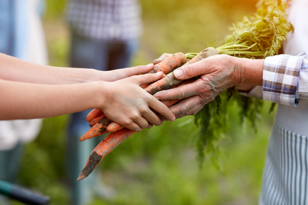 Close up of old and young hands holding carrots from gardenの写真素材