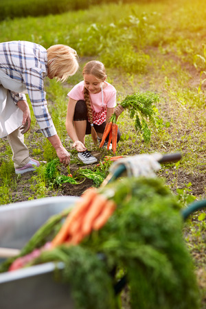 Girl with grandmother pulling out carrots in gardenの写真素材