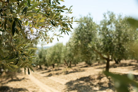 Mediterranean olive fieldの写真素材