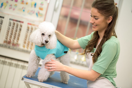 Professional woman and white poodle in hair service