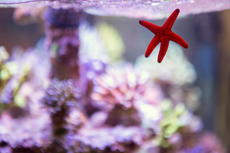 Aquarium with red sea starの写真素材