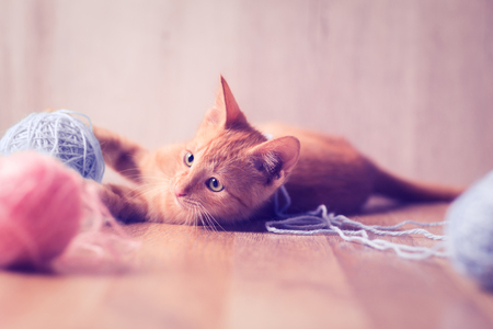 cute little cat playing with balls of woolの写真素材