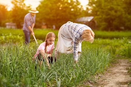 Farmers working in garden with onionの写真素材