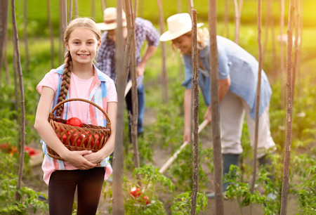 Girl hold basket with freshly picked tomatoes in gardenの写真素材