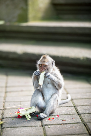 Monkey eating traditional Balinese offerings to godsの写真素材