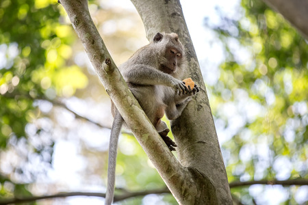 Long-tailed monkey on tree sitting on a branch and eating in the rainy forestの写真素材