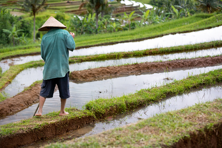 Back view of worker on rice field, plantation riceの写真素材