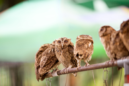 
Group of small screech owl (Megascops kennicottii)の写真素材