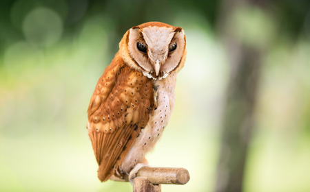 Western Screech owl (Megascops kennicottii)の写真素材