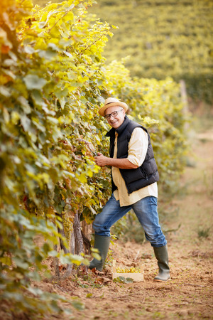 winemaker harvest the grape at his family vineyardの写真素材