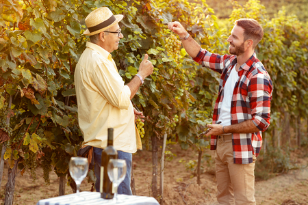 Father and son checking grapes before harvest- inspecting grapeの写真素材