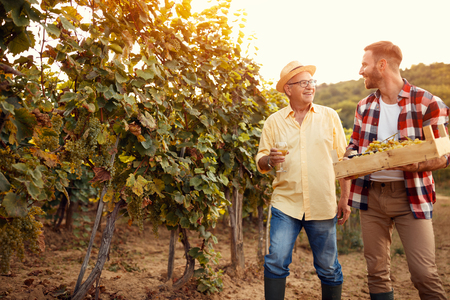 Family in vineyard - father and son harvesting grapesの写真素材