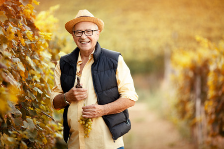 man picking mature grapes on family vineyardの写真素材
