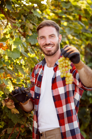 smiling farmer harvesting the grapes in vineyardの写真素材