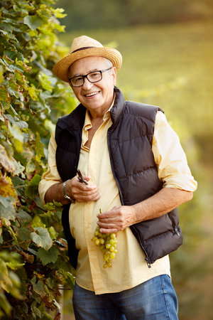 smiling winemaker harvest the grape at his family vineyardの写真素材