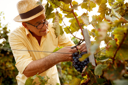 ripe grape harvest vintner on family vineyardの写真素材