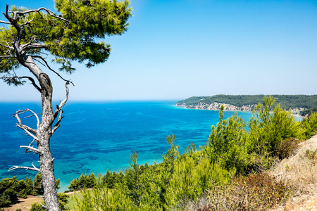 Landscape from Greece with seaside and pine treeの写真素材