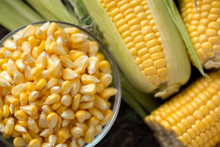 Fresh corn on cobs and corn grain in bowl on rustic wooden tableの写真素材